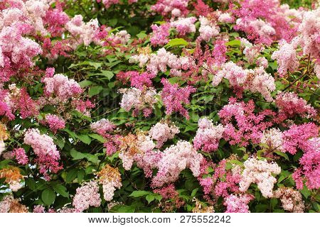 Dwarf Korean Lilac (syringa Meyeri) Pink And Purple Flowers, And Green Leaves On Small Bush. Spring 