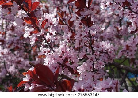 Ruby Red Leaves And Pink Flowers Of Prunus Pissardii In Spring