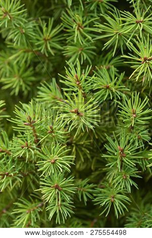Dwarf Alberta Spruce - Latin Name - Picea Glauca Conica