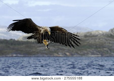 White-tailed Eagle In Flight With Caught Fish From Sea,norway,haliaeetus Albicilla, Majestic Sea Eag