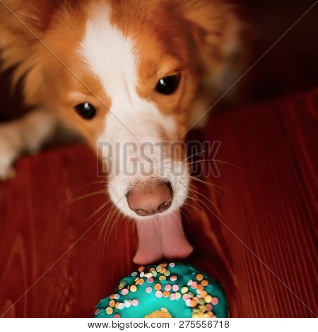 Red And White Nice Dog Border Collie Sit On Table And Lick Doughnut