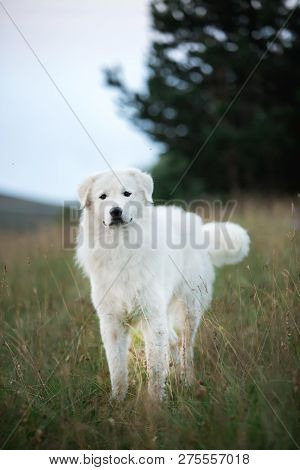 Amazing Portrait White Dog Morema Stand On Grass