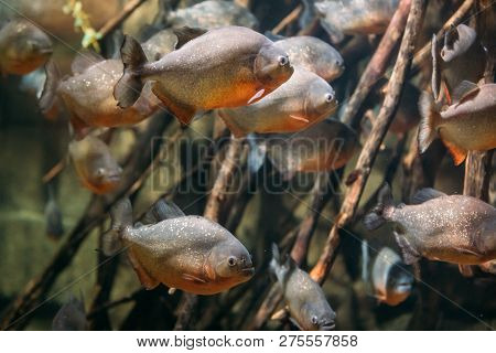 Red-bellied Piranha Or Red Piranha Fish Pygocentrus Nattereri Swimming In Water. Popular Aquarium Fi