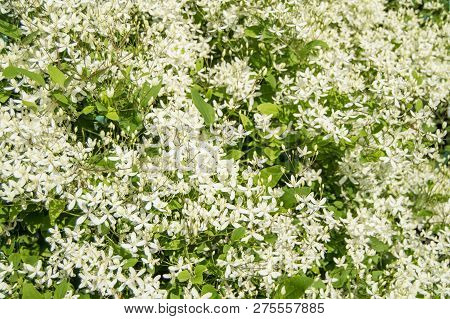 White Clematis Flammula, Summer Floral Background And Sunlight