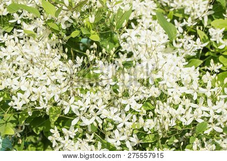 White Clematis Flammula, Summer Floral Background And Sunlight