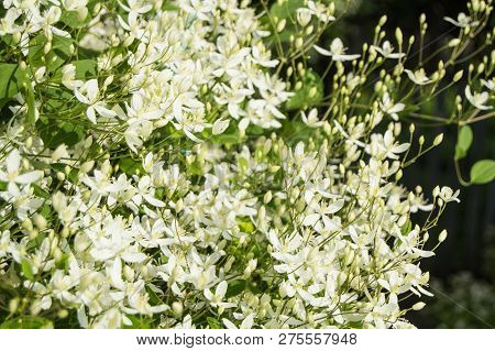 White Clematis Flammula, Summer Floral Background And Sunlight