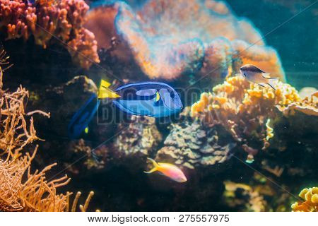 Blue Tang Fish Paracanthurus Hepatus Swimming In Water. Popular Fish In Marine Aquarium, Needs A Lar