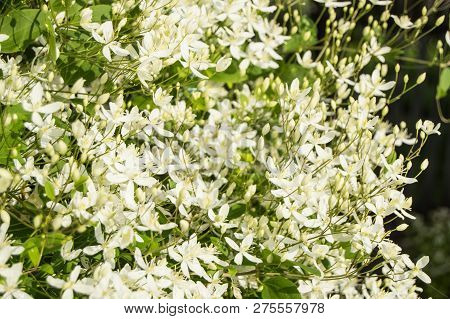 White Clematis Flammula, Summer Floral Background And Sunlight