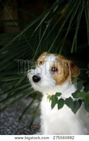 Portrait Amaizing Cool Jack Russell Terrier Puppy Sit In The Geen Park