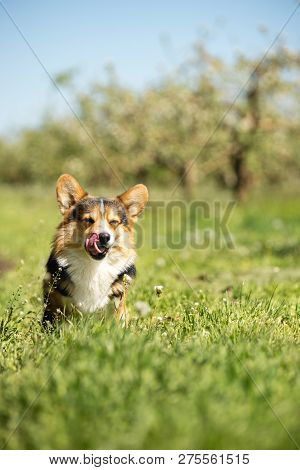 Amaizing Portrait Of Cool Corgi Dog Sit In The Sunny Park On Grass And Smiling