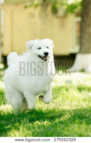 Amazing Dog Morema Run On Grass In Sunshine