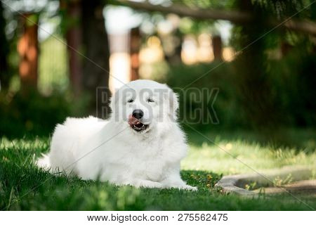 Amazing Dog Morema Lay On Grass In Sunshine And Lick