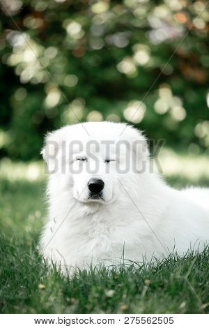 Amazing Portrait Dog Morema Lay On Grass In Sunshine