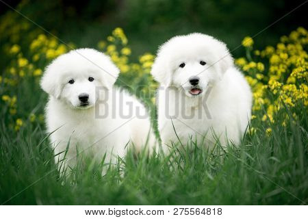 Amazing Cute Portrait Of Two Dog Puppy Morema On Grass With Flowers