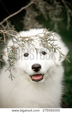 Amazing Cute Portrait Dog Puppy Morema On Background Park
