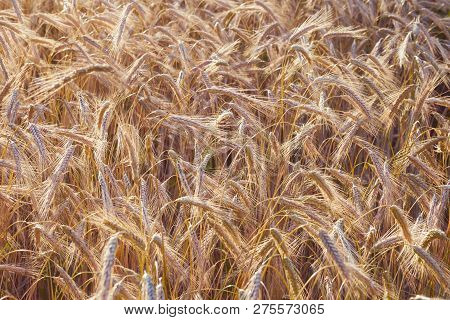 Spelt (triticum Spelta), Also Known As Dinkel Wheat Or Hulled. Cereal. Grain Crop, Species Of The Ge