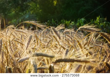 Spelt (triticum Spelta). Cereal. Grain Crop, Species Of The Genus Corn