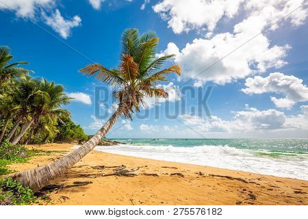 Exotic Carribean Shore Of Puerto Rico Flamenco Beach