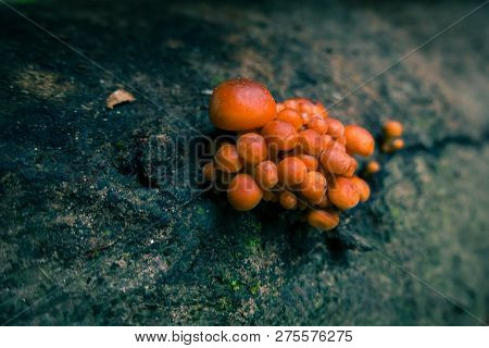Mushroom On Tree Trunk, Macro Close Up, Selective Focus, Orange Teal Look, Trunk Covered In Moss And