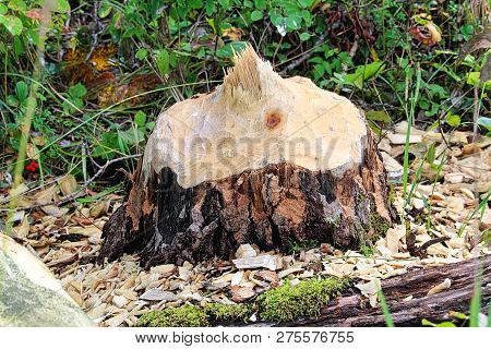 Closeup Of A Tree Stump Chewed By A Beaver