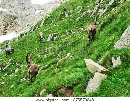 Flock Of Chamois Or Rupicapra Rupicapra L. N The Outskirts Of The Mountain Mass Alpstein - Canton Of