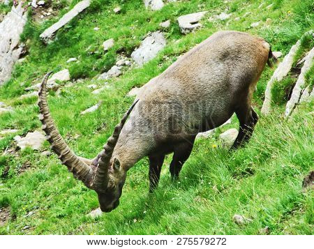 Flock Of Chamois Or Rupicapra Rupicapra L. N The Outskirts Of The Mountain Mass Alpstein - Canton Of