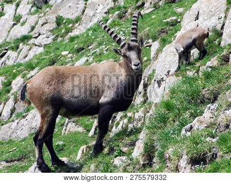 Flock Of Chamois Or Rupicapra Rupicapra L. N The Outskirts Of The Mountain Mass Alpstein - Canton Of