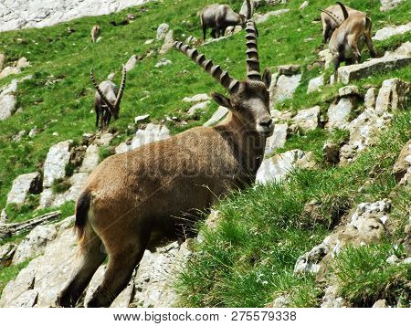 Flock Of Chamois Or Rupicapra Rupicapra L. N The Outskirts Of The Mountain Mass Alpstein - Canton Of