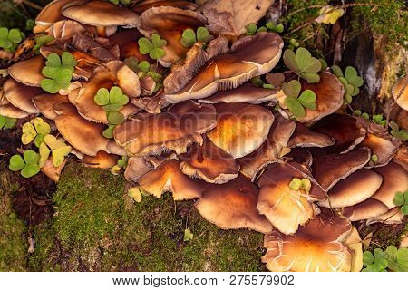 Armillaria Summer (kuehneromyces Mutabilis). Edible Mushroom. Group Of Mushrooms In Autumn Forest