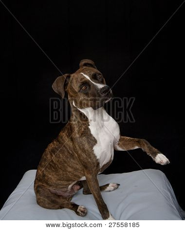 Pitbull-portré
