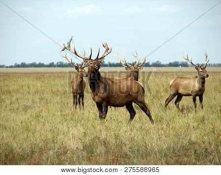 Deer, A Pack Of Deer In The Meadow