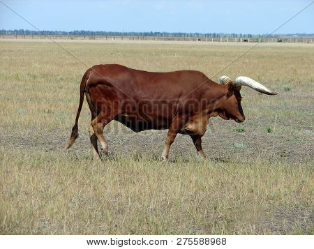 Bull In The Meadow, Horned Bull. Grazing Bull