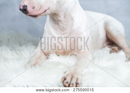 Portrait Photo Of Bull Terrier Dog With Empty Blue Space