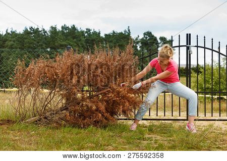 Woman Gardener Removing And Pulling Withered Dried Thuja Tree From Her Backyard. Hard Yard Work Arou