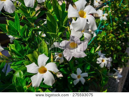 White Mandeville Bell Shaped Funnel Flower Outdoors In The Garden