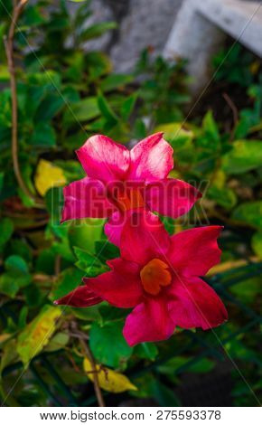 Red Mandeville Bell Shaped Funnel Flower Outdoors In The Garden