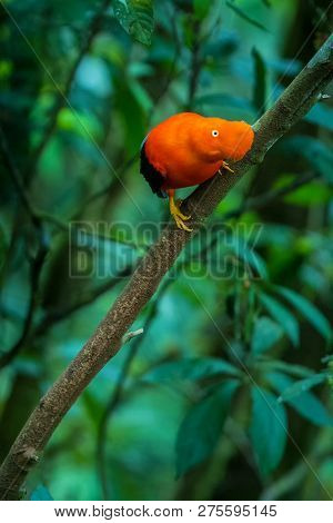 Male Of Andean Cock-of-the-rock (rupicola Peruvianus) Lekking And Dyplaing In Front Of Females, Typi