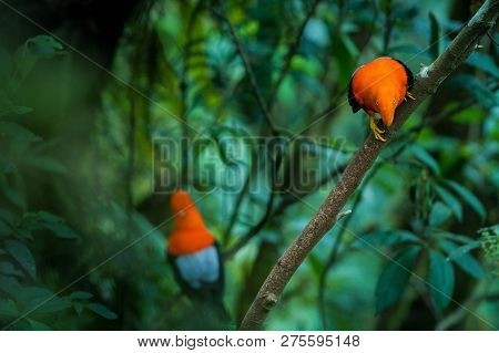 Two Males Of Andean Cock-of-the-rock (rupicola Peruvianus) Lekking And Dyplaing In Front Of Females,