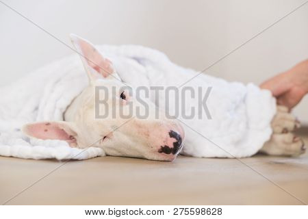 Funny Dog Lies On A Pillow Under A Blanket, While Trying To Fall Asleep