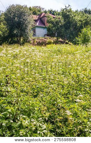 Field Full Of Blooming Pimpinella Saxifraga Or Burnet-saxifrage Plant With Country Village House