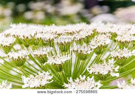 Macro Shot Of Blooming White Pimpinella Saxifraga Or Burnet-saxifrage Flower Plant