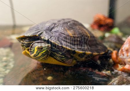Portrait Of Pond Slider Turtle Sitting In Aquarium