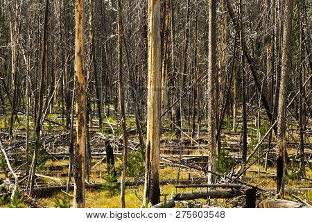 Burn Area In Yellowstone National Park, Wyoming