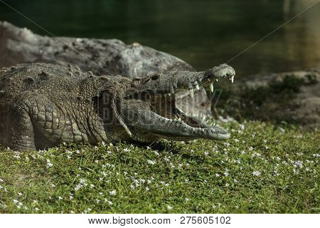 American Crocodile Crocodylus Acutus Suns Itself With Its Large Teeth