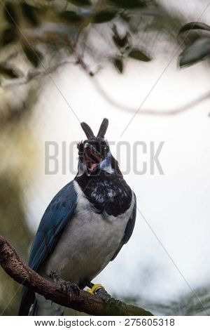 Black-throated Magpie Jay Cyanocorax Colliei Bird