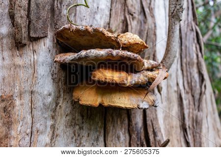 A Huge Comentible Mushroom Growing On The Side Of A Tree. Comentible Mushroom