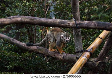 Common Squirrel Monkey Saimiri Sciureus