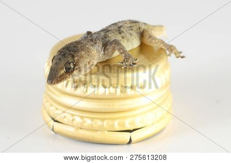 One Small Gecko Lizard And Bottle Cap On A White Background