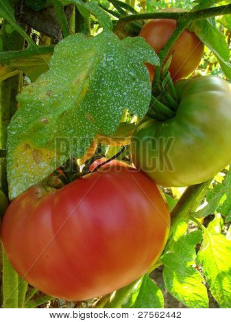 planta de tomate rosado rociado con caldo bordelés a proteger contra las infecciones fúngicas
