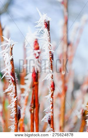 Beatiful Hoarfrost White Ice Crystals, Twi Cover On Branch Of Tree  And Grass In Early Morning, Wint
